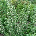Ribes niveum P20